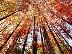 佳作「天高く」メタセコイヤの紅葉（生田緑地）