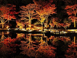 「庭園装う」日本庭園のライトアップ（国営昭和記念公園）