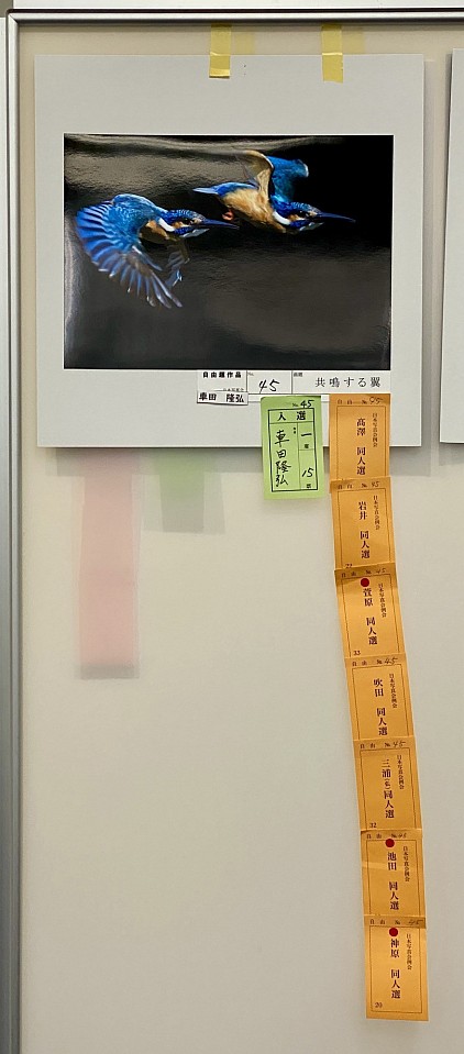 共鳴する翼