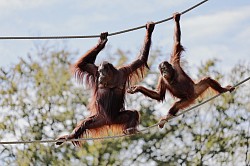 オランウータンの親子